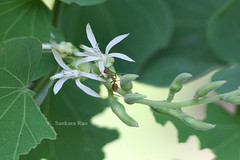 Bauhinia racemosa